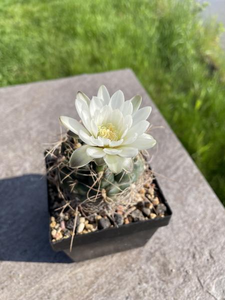 Gymnocalycium deeszianum